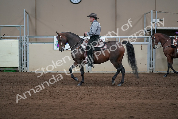 2019 Morgan Horse Show - Sept 01, 2019 - 06870