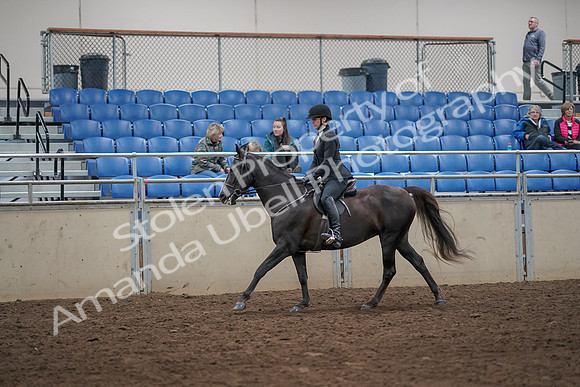 2019 Morgan Horse Show - Aug 31, 2019 - 07358