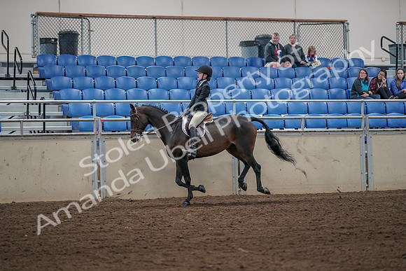 2019 Morgan Horse Show - Aug 31, 2019 - 05087