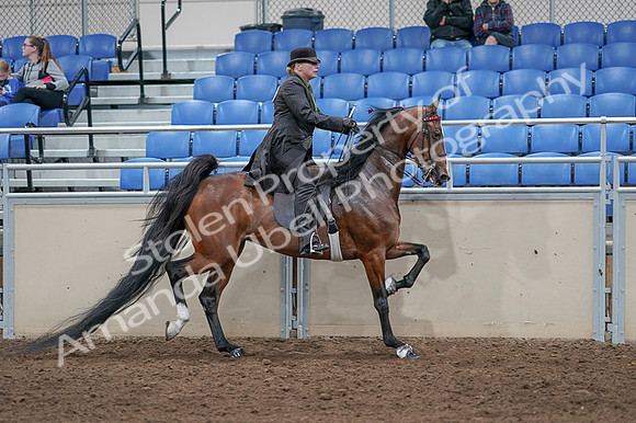 2020 - AB Morgan Horse - Fri, Sept 04 - 09816