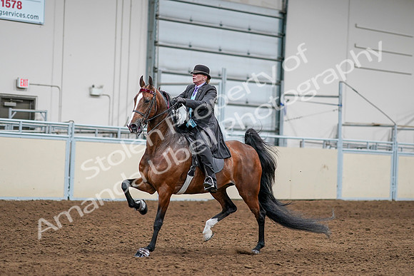 2020 - AB Morgan Horse - Sat, Sept 05 - 13163