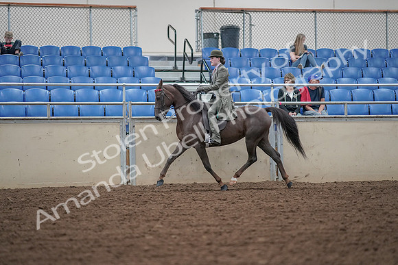 2019 Morgan Horse Show - Aug 30, 2019 - 15522