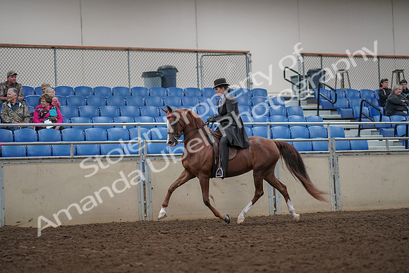 2019 Morgan Horse Show - Aug 30, 2019 - 26480