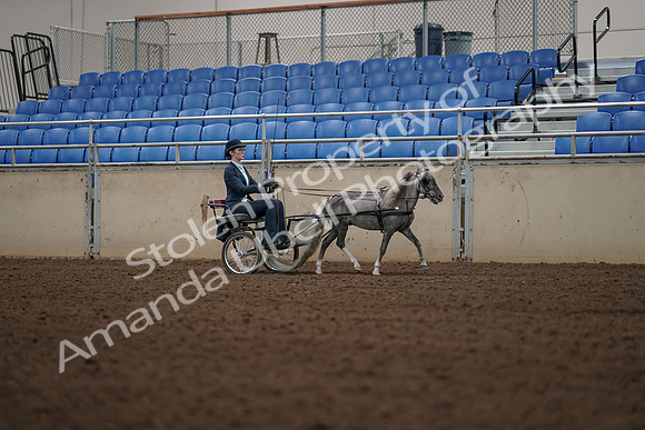 2019 Morgan Horse Show - Aug 31, 2019 - 04507