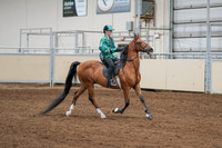 2020 - AB Morgan Horse - Fri, Sept 04 - 08680