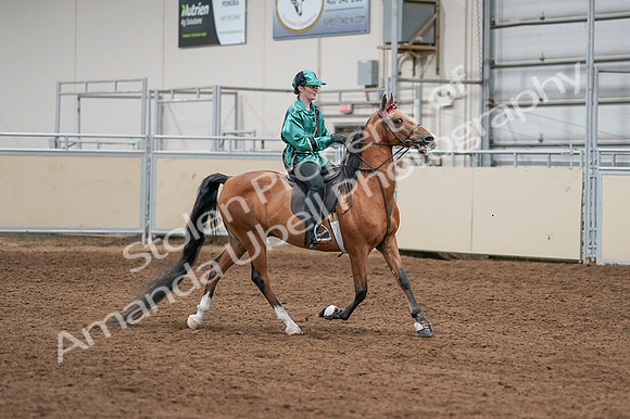 2020 - AB Morgan Horse - Fri, Sept 04 - 08680