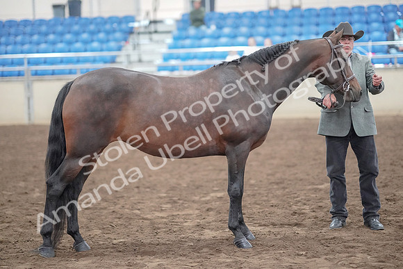 2019 Morgan Horse Show - Aug 31, 2019 - 03780