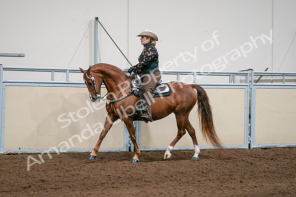 2020 - AB Morgan Horse - Fri, Sept 04 - 08433