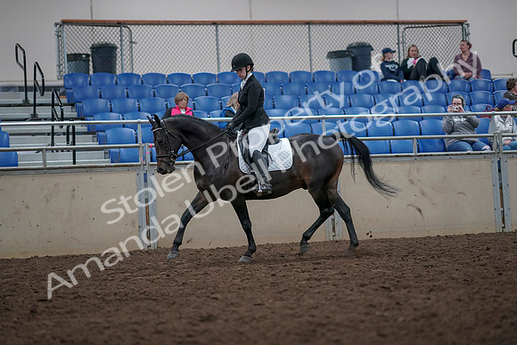 2019 Morgan Horse Show - Aug 31, 2019 - 16589