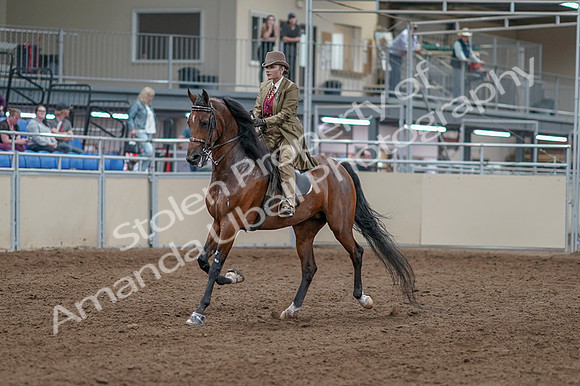 2020 - AB Morgan Horse - Fri, Sept 04 - 11134