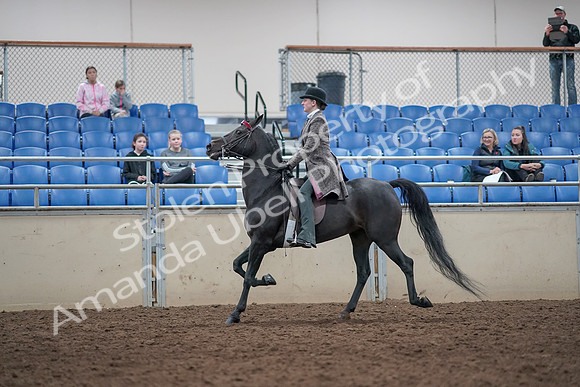 2019 Morgan Horse Show - Aug 31, 2019 - 09320