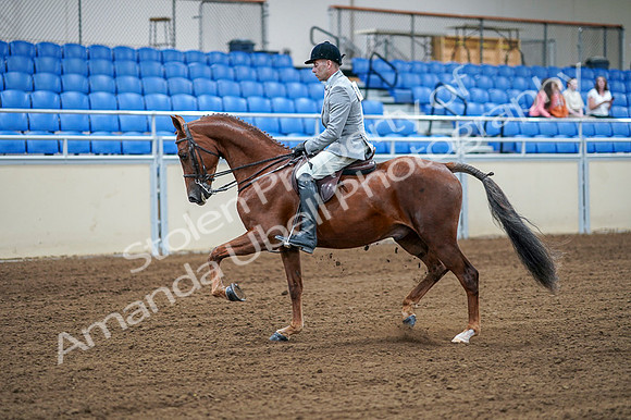 2020 - AB Morgan Horse - Fri, Sept 04 - 01474