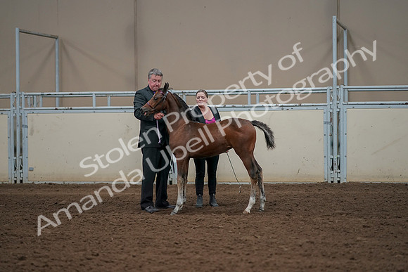 2019 Morgan Horse Show - Aug 30, 2019 - 24837