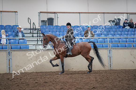 2019 Morgan Horse Show - Aug 31, 2019 - 15004