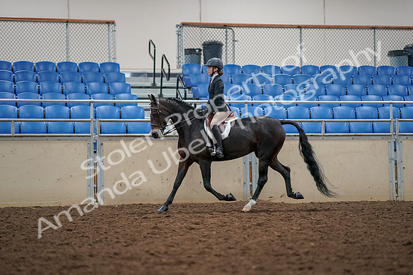 2019 Morgan Horse Show - Aug 30, 2019 - 23305