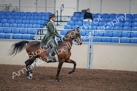 2020 - AB Morgan Horse - Fri, Sept 04 - 03438