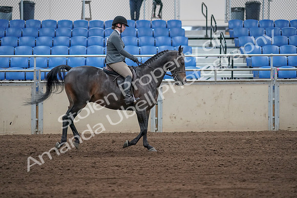 2019 Morgan Horse Show - Sept 01, 2019 - 11070
