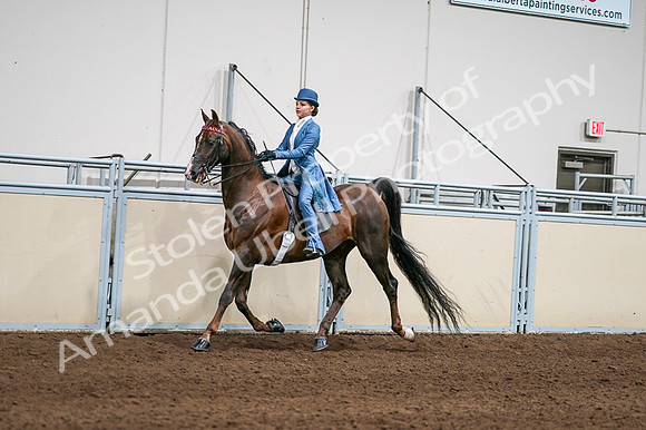 2020 - AB Morgan Horse - Fri, Sept 04 - 04931