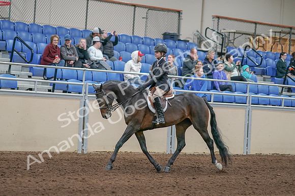 2020 - AB Morgan Horse - Sun, Sept 06 - 00886