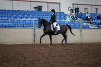 Class 025 - Morgan Sport Horse - Open
