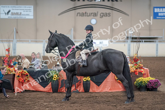 2019 Morgan Horse Show - Aug 31, 2019 - 19767
