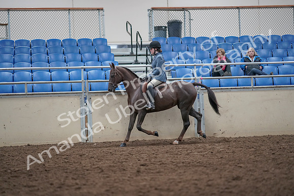 2019 Morgan Horse Show - Aug 31, 2019 - 16511