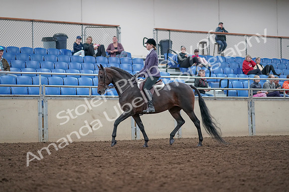 2019 Morgan Horse Show - Aug 31, 2019 - 14784