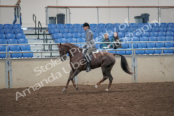 2019 Morgan Horse Show - Aug 31, 2019 - 07325
