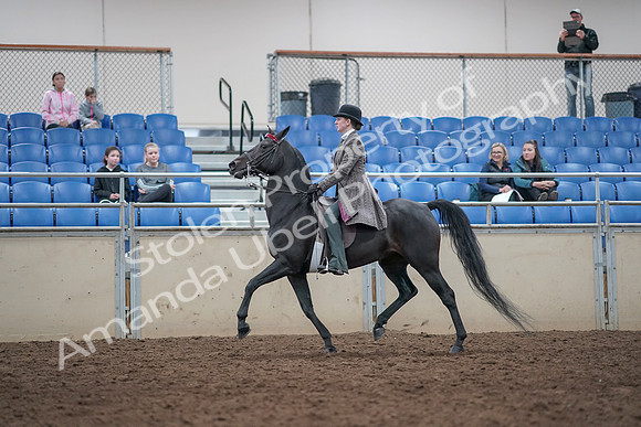 2019 Morgan Horse Show - Aug 31, 2019 - 09318