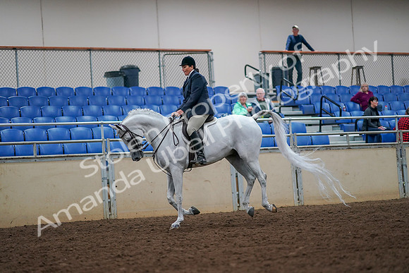 2019 Morgan Horse Show - Aug 30, 2019 - 17401