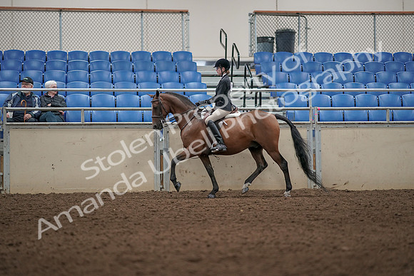 2019 Morgan Horse Show - Aug 31, 2019 - 04974