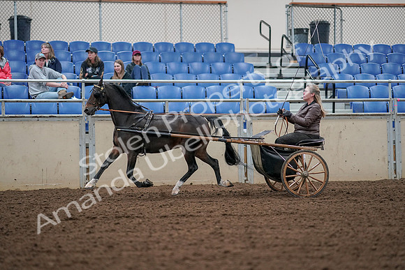 2019 Morgan Horse Show - Aug 30, 2019 - 13231