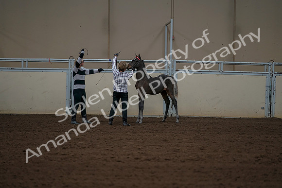 2019 Morgan Horse Show - Aug 30, 2019 - 24930