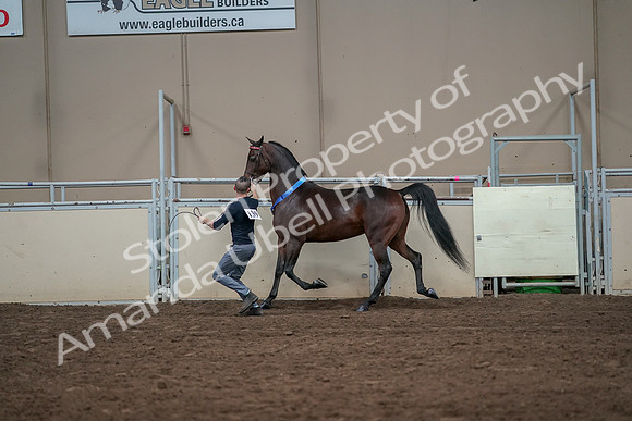 2019 Morgan Horse Show - Aug 31, 2019 - 01442