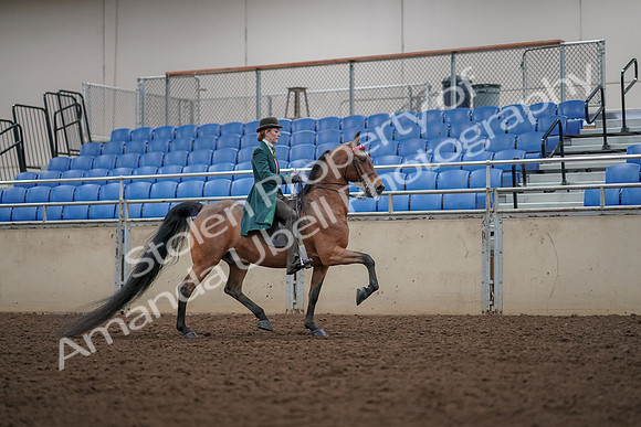 2019 Morgan Horse Show - Aug 30, 2019 - 28061