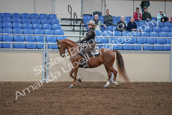 2020 - AB Morgan Horse - Fri, Sept 04 - 08343