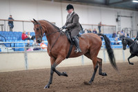 2019 Morgan Horse Show - Aug 31, 2019 - 14647