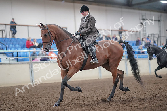 2019 Morgan Horse Show - Aug 31, 2019 - 14647