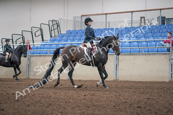 2019 Morgan Horse Show - Aug 31, 2019 - 19625