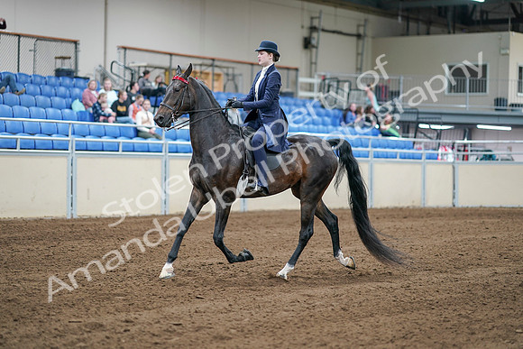 2020 - AB Morgan Horse - Sat, Sept 05 - 06172