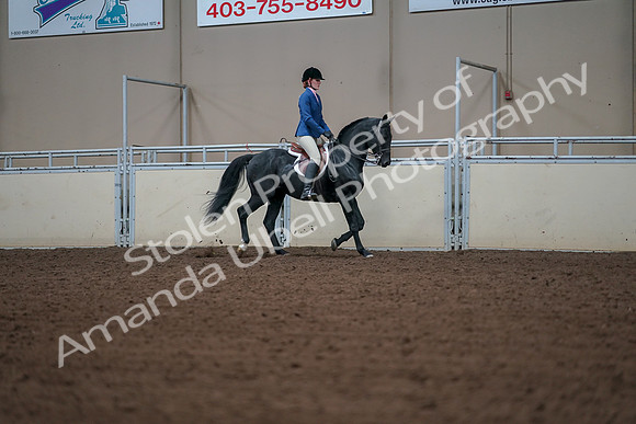 2019 Morgan Horse Show - Aug 30, 2019 - 18550