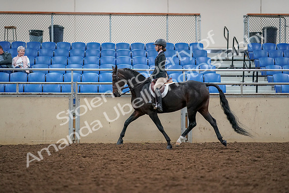 2019 Morgan Horse Show - Aug 30, 2019 - 23316