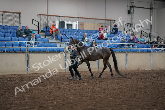 2019 Morgan Horse Show - Aug 31, 2019 - 03957