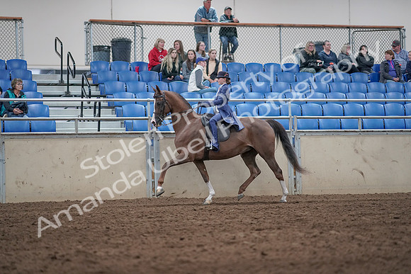 2019 Morgan Horse Show - Aug 31, 2019 - 20446