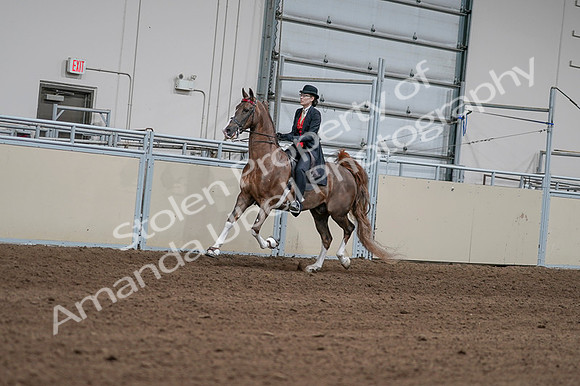 2020 - AB Morgan Horse - Fri, Sept 04 - 09581