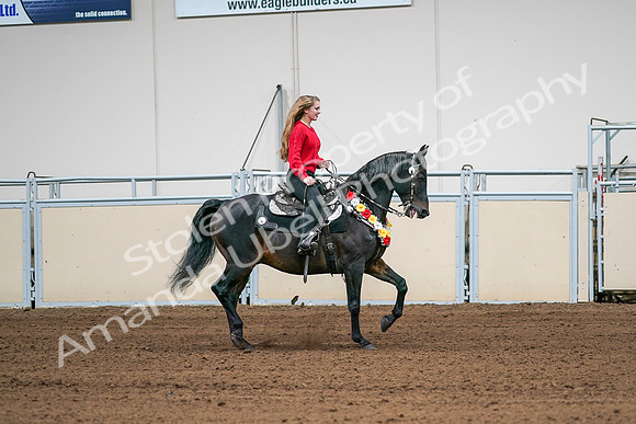 2020 - AB Morgan Horse - Sat, Sept 05 - 10474