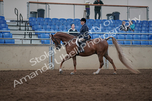 2019 Morgan Horse Show - Sept 01, 2019 - 08675