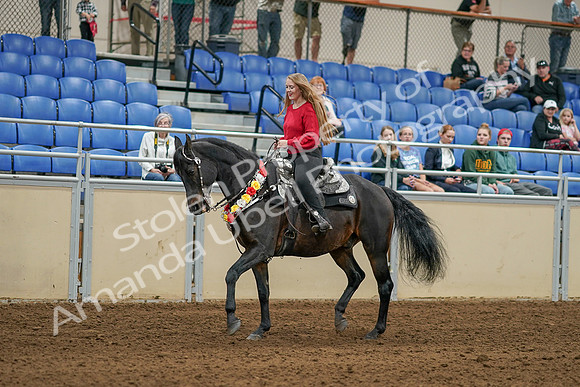 2020 - AB Morgan Horse - Sat, Sept 05 - 10359