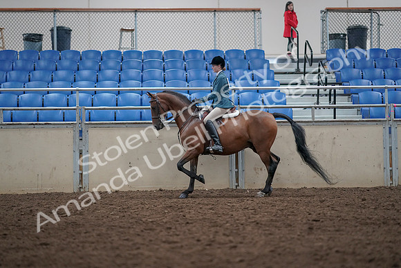 2019 Morgan Horse Show - Aug 31, 2019 - 17135