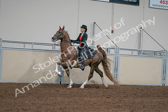 2020 - AB Morgan Horse - Fri, Sept 04 - 09733